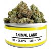 Buy Animal Land Strain