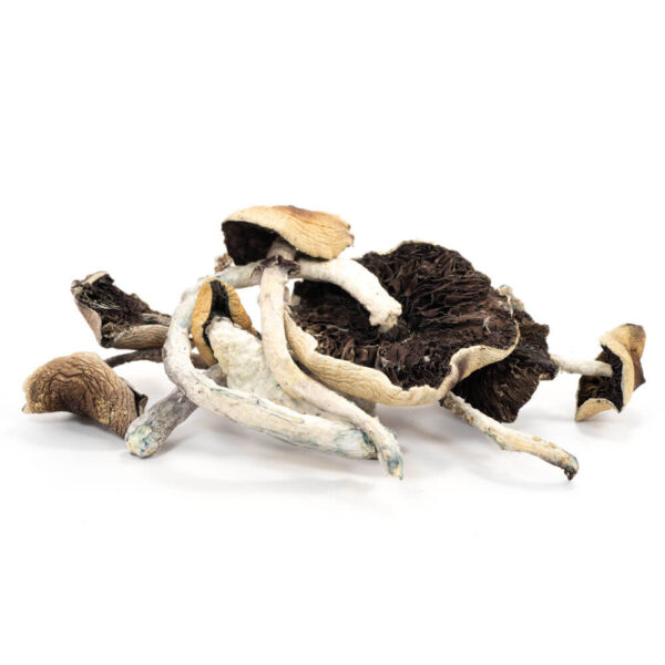 B Cubensis Mushrooms