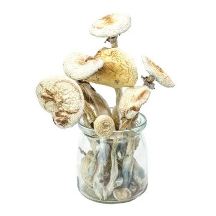 Rustic White Albino Magic Mushrooms